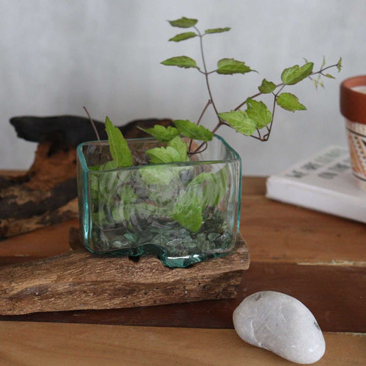 Molten Glass Tank on Wood with Stand - Small Bowl with a plant on natural background