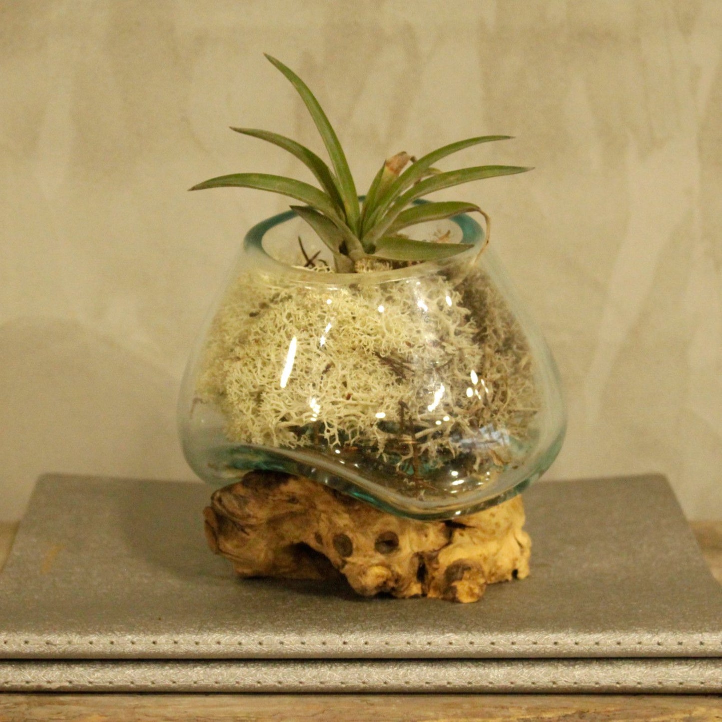 Molten glass bowl with plant on a wooden surface