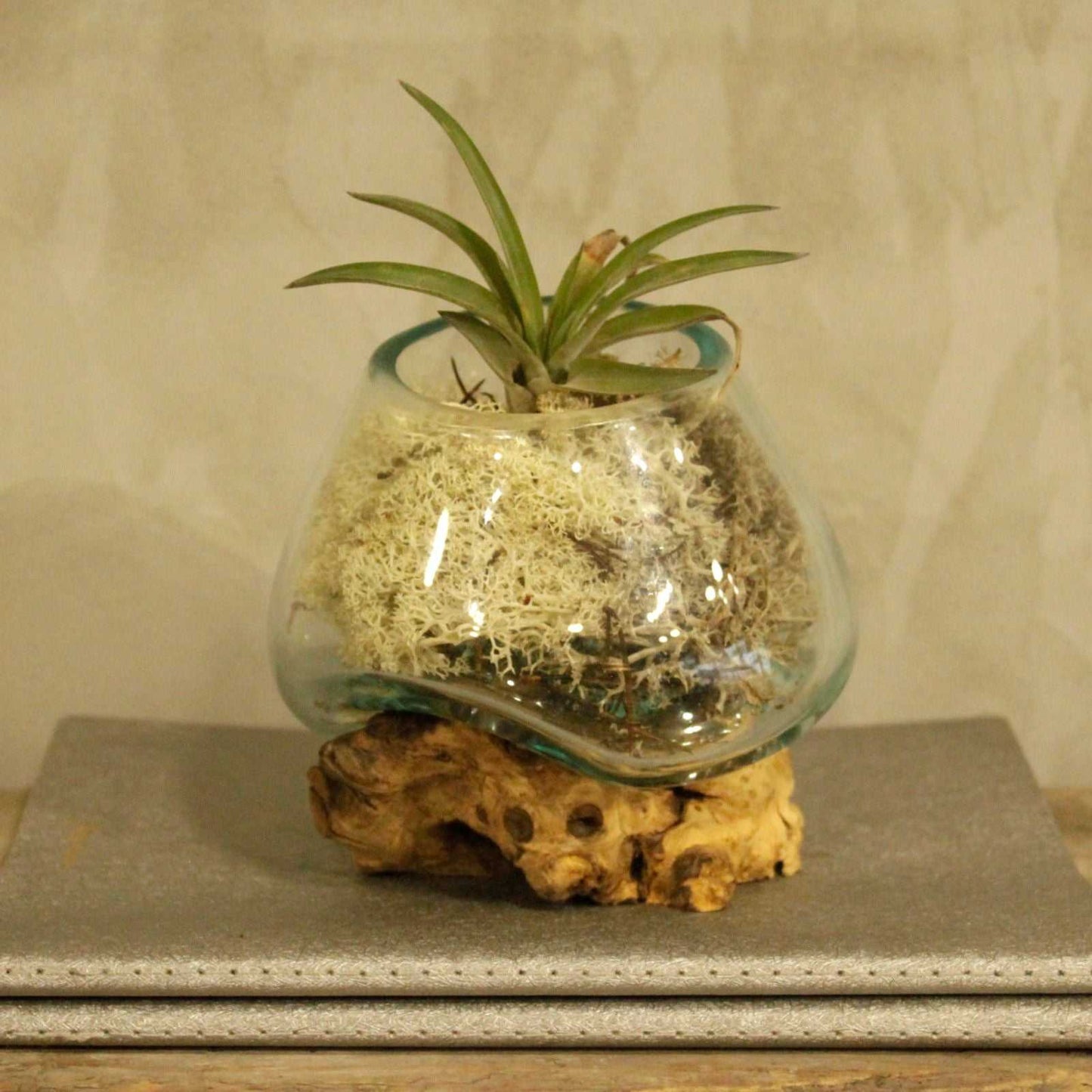 Molten Glass on Wood - Small Bowl with plant inside