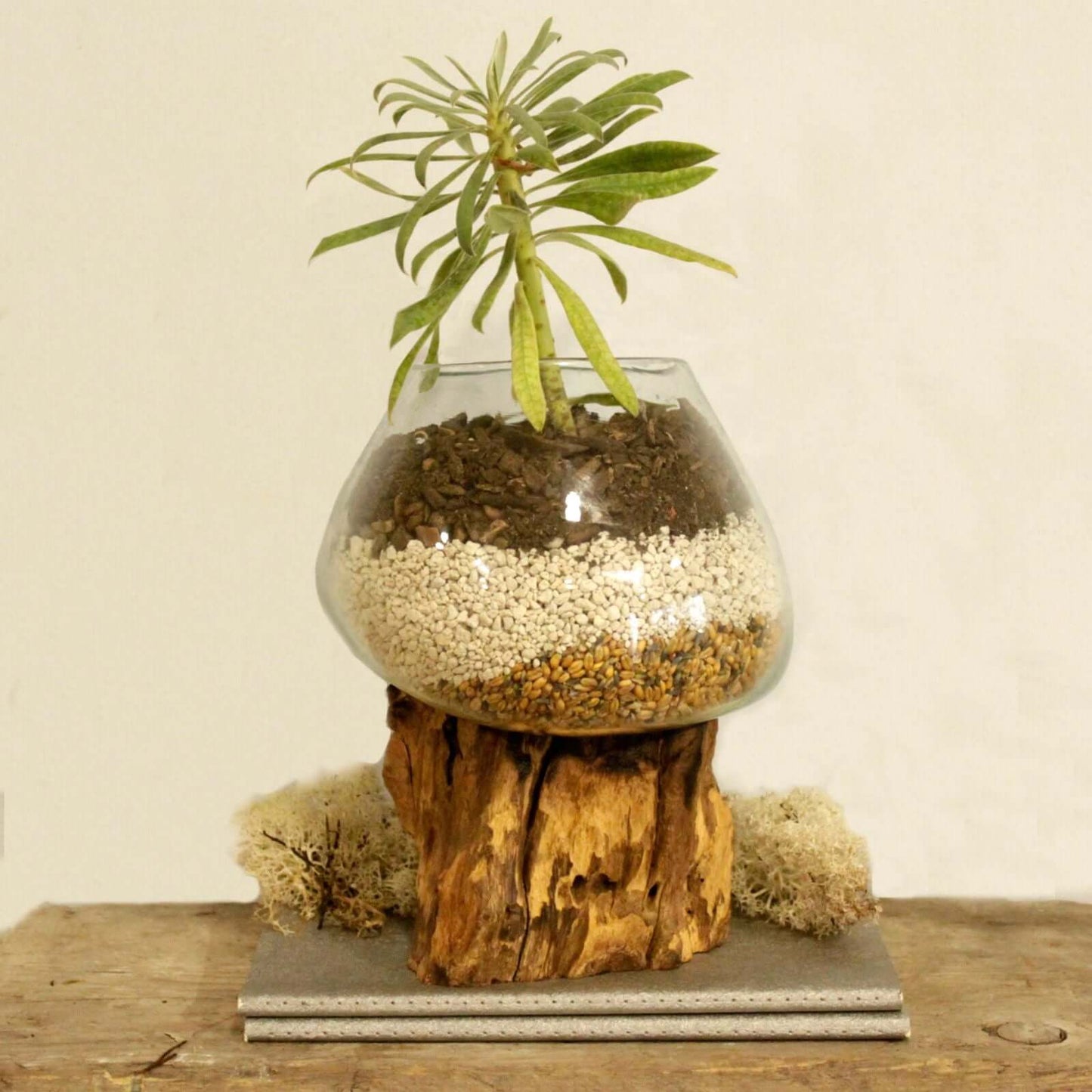Molten Glass bowl with plant on a wooden base against a beige wall