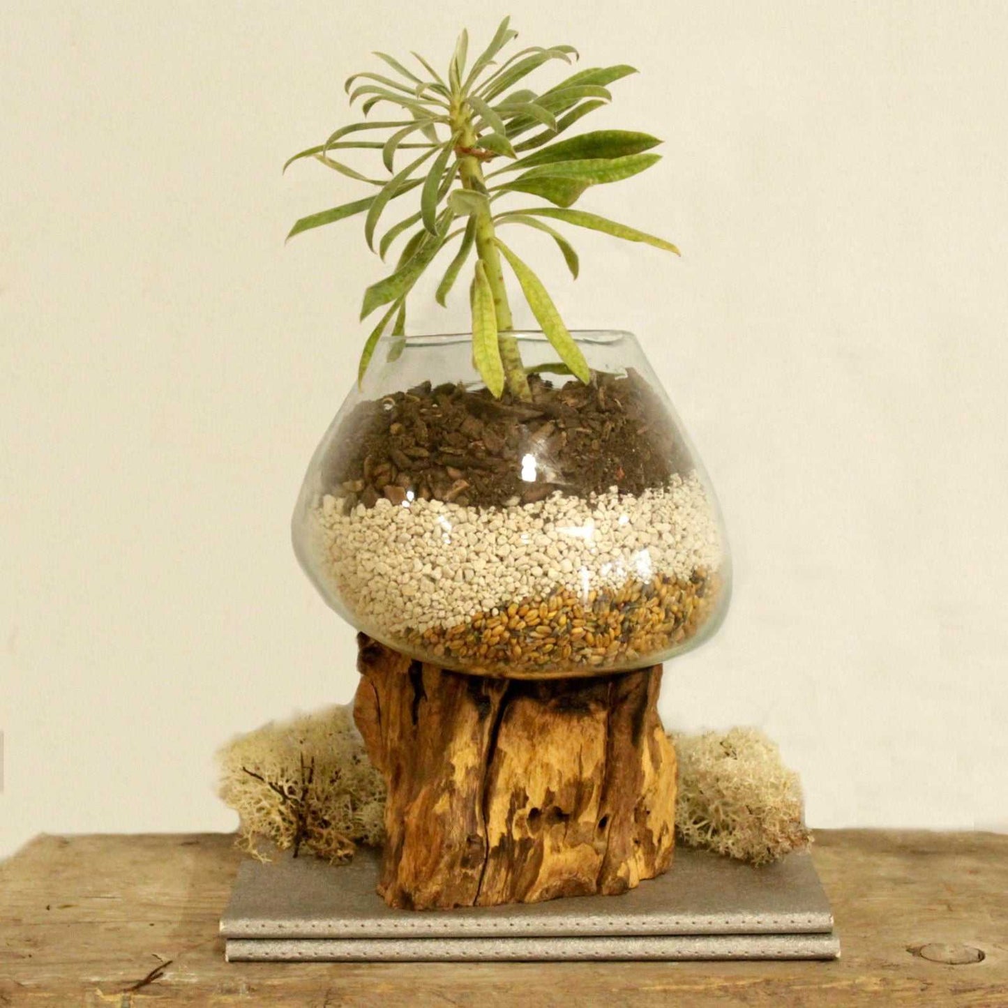 Molten Glass on Wood - Large Bowl with plant on wooden table