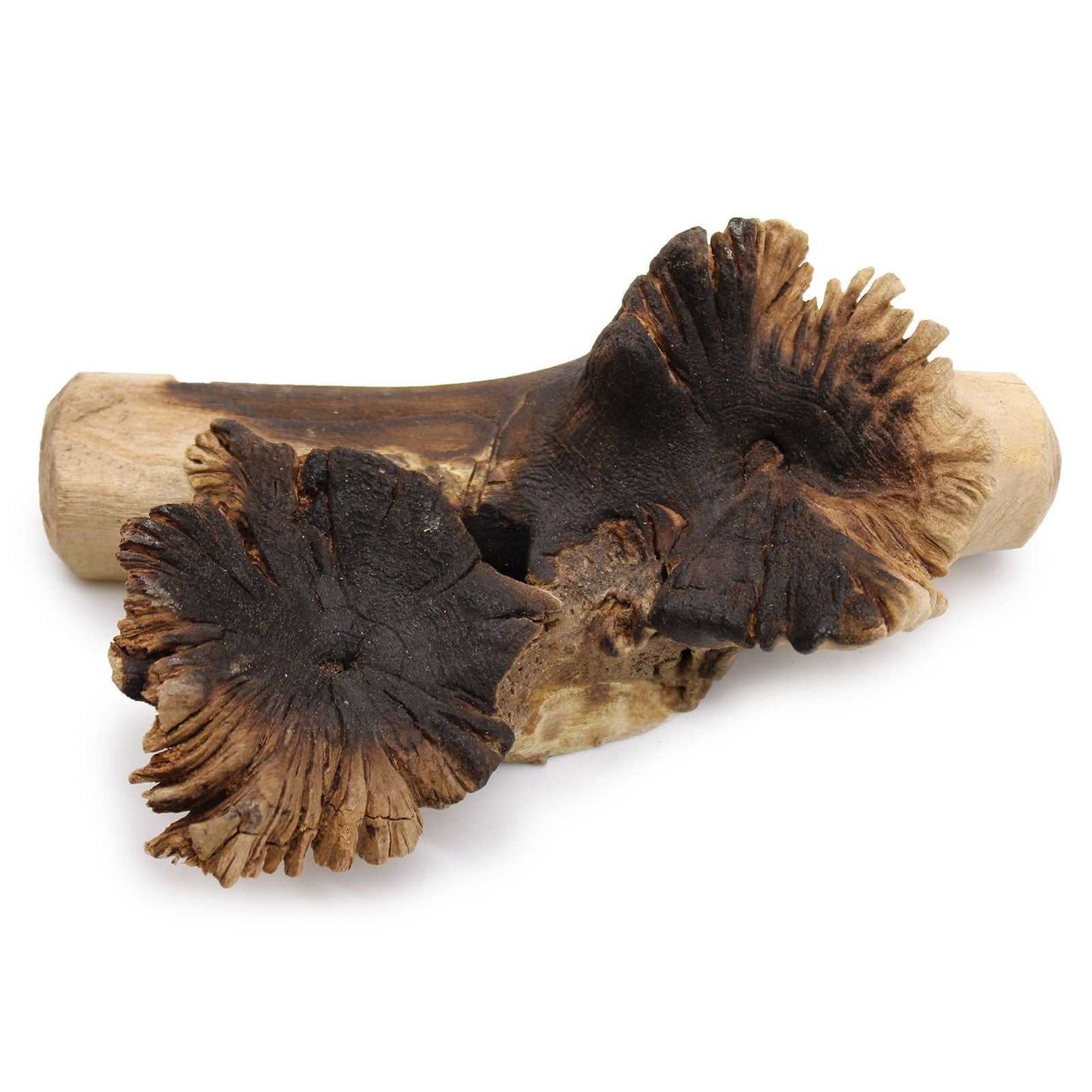 image of the Rare Parasite Wood on a white background