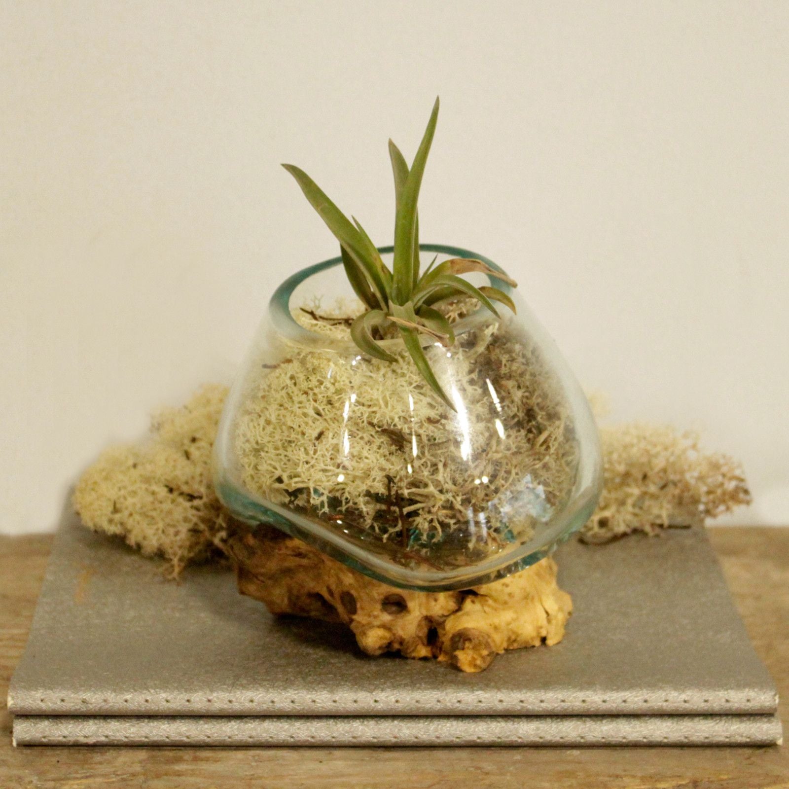 Molten glass bowl with plant on a piece of gamal wood